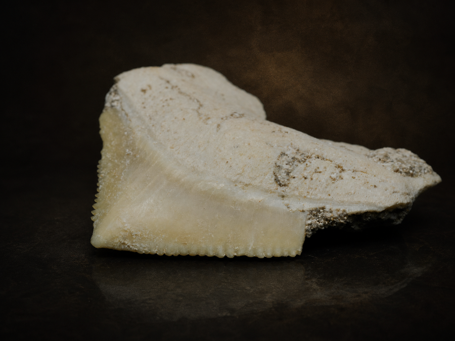 Moroccan Crow Shark Tooth — Squalicorax sp. (65–100 Ma), fossil specimen, front view.