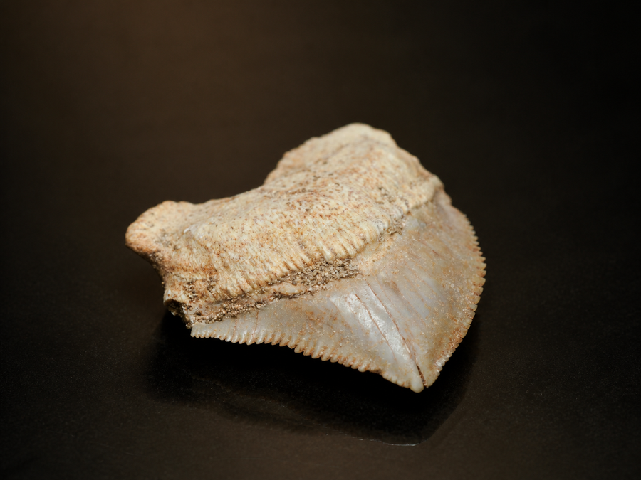 Moroccan Crow Shark Tooth — Squalicorax sp. (65–100 Ma), fossil specimen, front view.