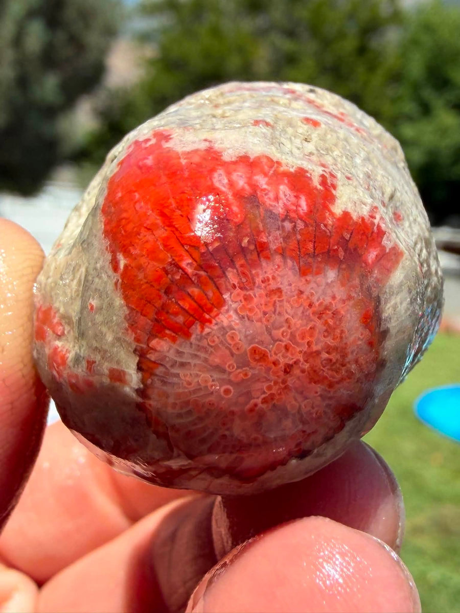 Supplier photograph of Coming Soon — Partially Polished Red Horn Coral Fossil, fossil specimen, front view.