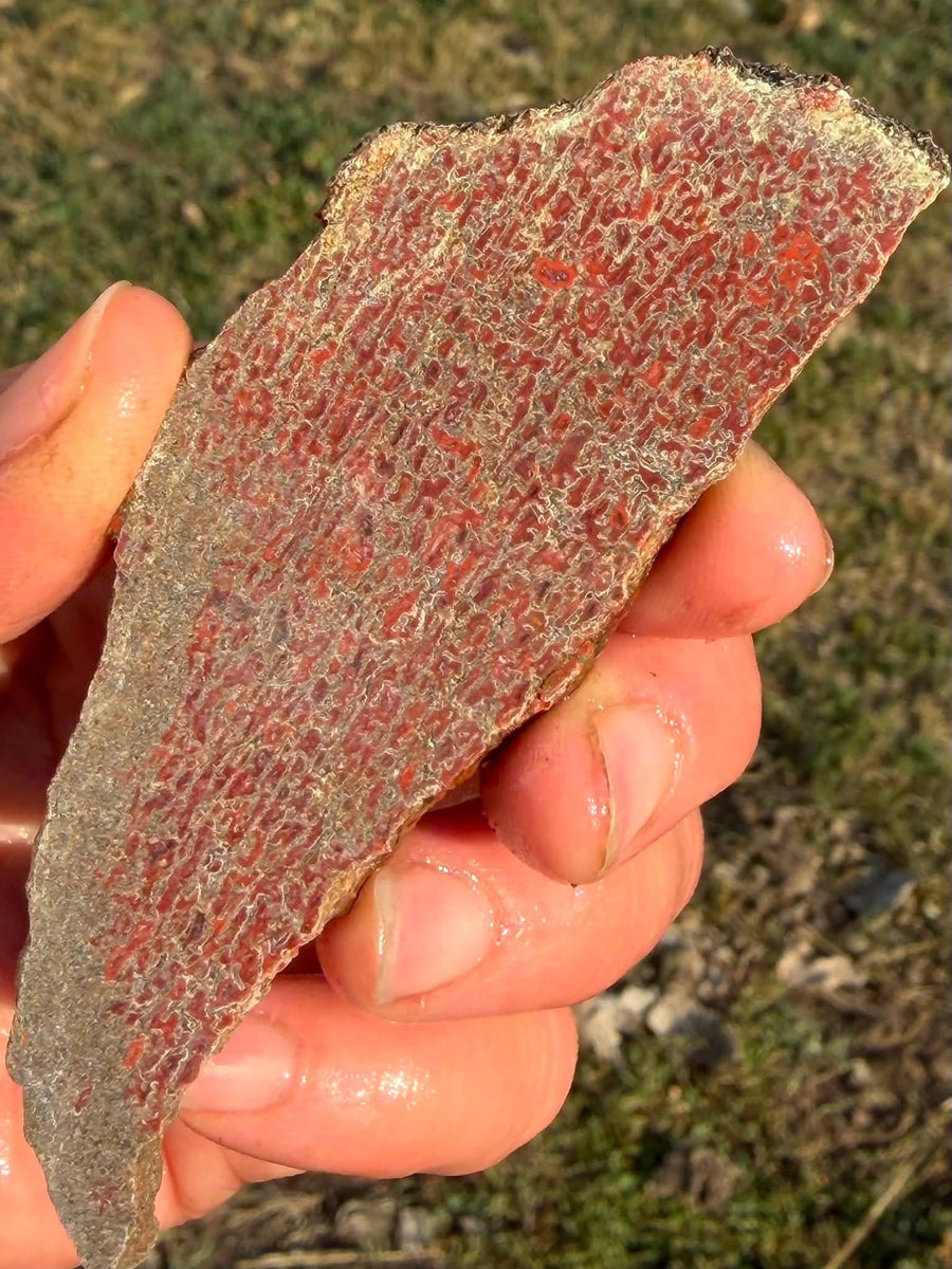 Supplier photograph of the dinosaur gem bone slab showing its vivid red and orange cell pattern