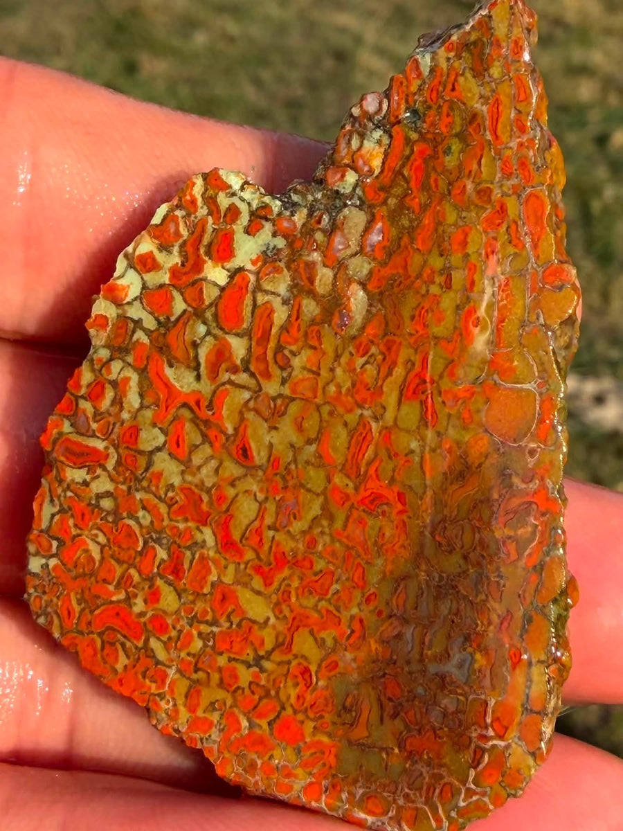 Supplier close-up photograph of the orange-red dinosaur gem bone cell structure