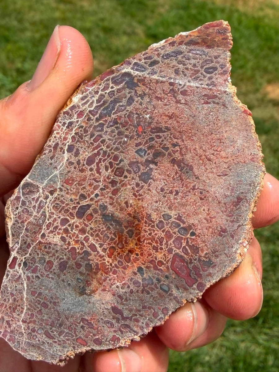 Supplier photograph of the dinosaur gem bone slab showing the colourful cell pattern
