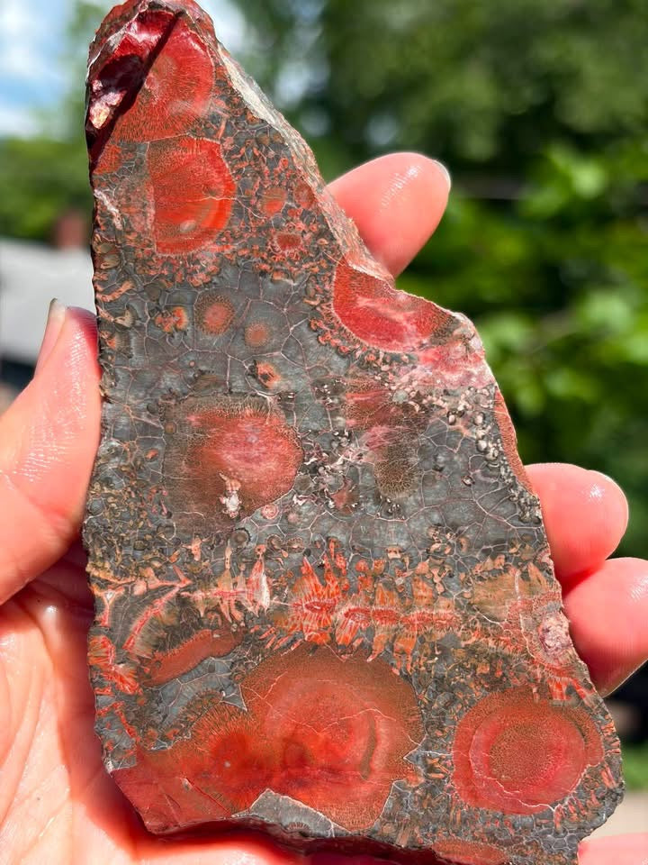 Galaxy Rhyolite slab front view with red orbicular patterns