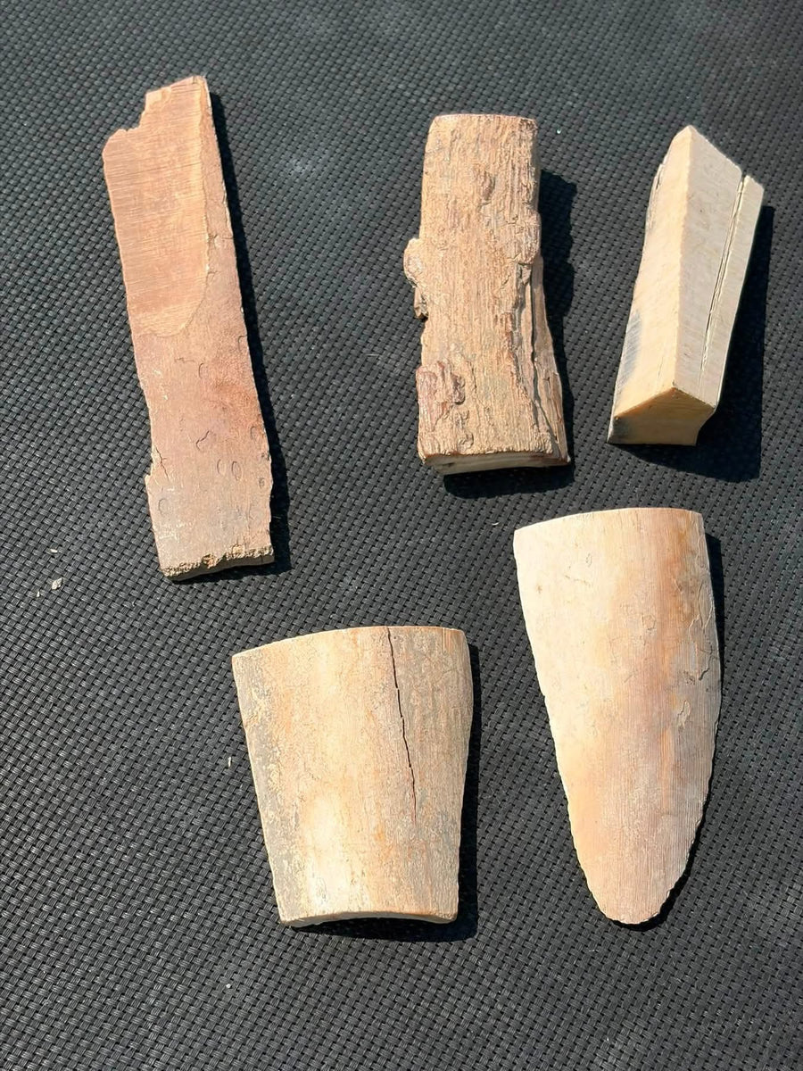 Supplier photograph of the five mammoth ivory pieces
