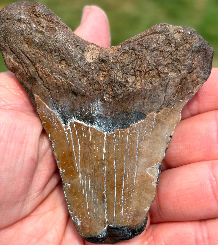 Supplier photograph of the front of the South Carolina Megalodon shark tooth