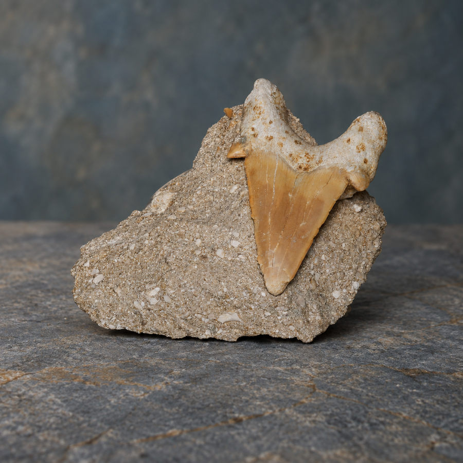 Otodus shark tooth in matrix; AI-styled product photograph.