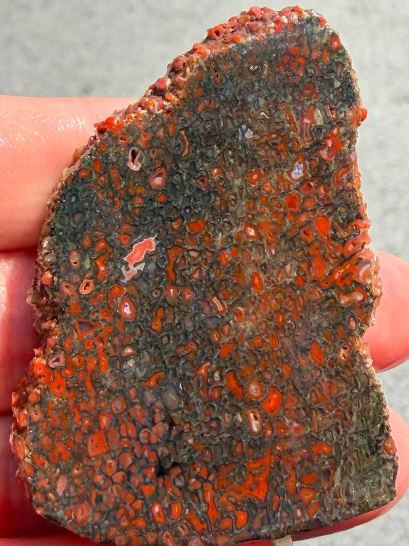 Red and orange dinosaur gem bone slab