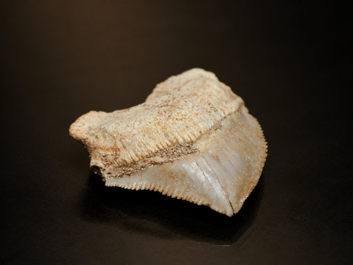 Moroccan Crow Shark Tooth — Squalicorax sp. (65–100 Ma), fossil specimen, front view.