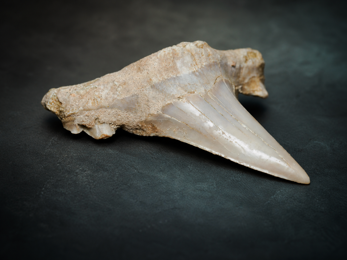 Eocene Otodus obliquus Shark Tooth — Khouribga, Morocco, fossil specimen, front view.