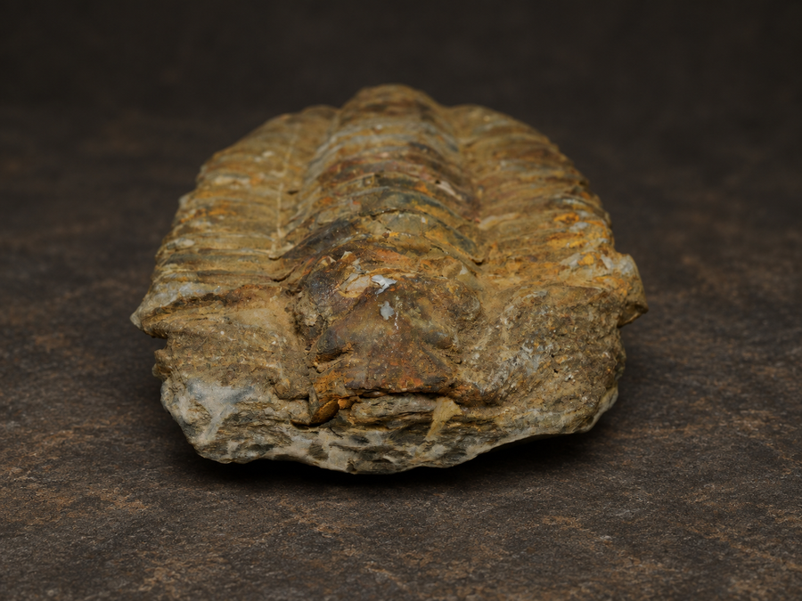 Moroccan Calymene Trilobite Fossil — Silurian Period, Large, front view.