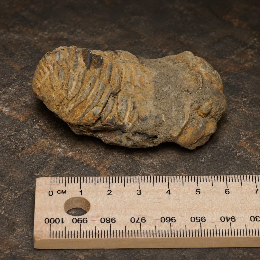 Moroccan Calymene trilobite fossil — Silurian Period, Medium, front view with measurement ruler.