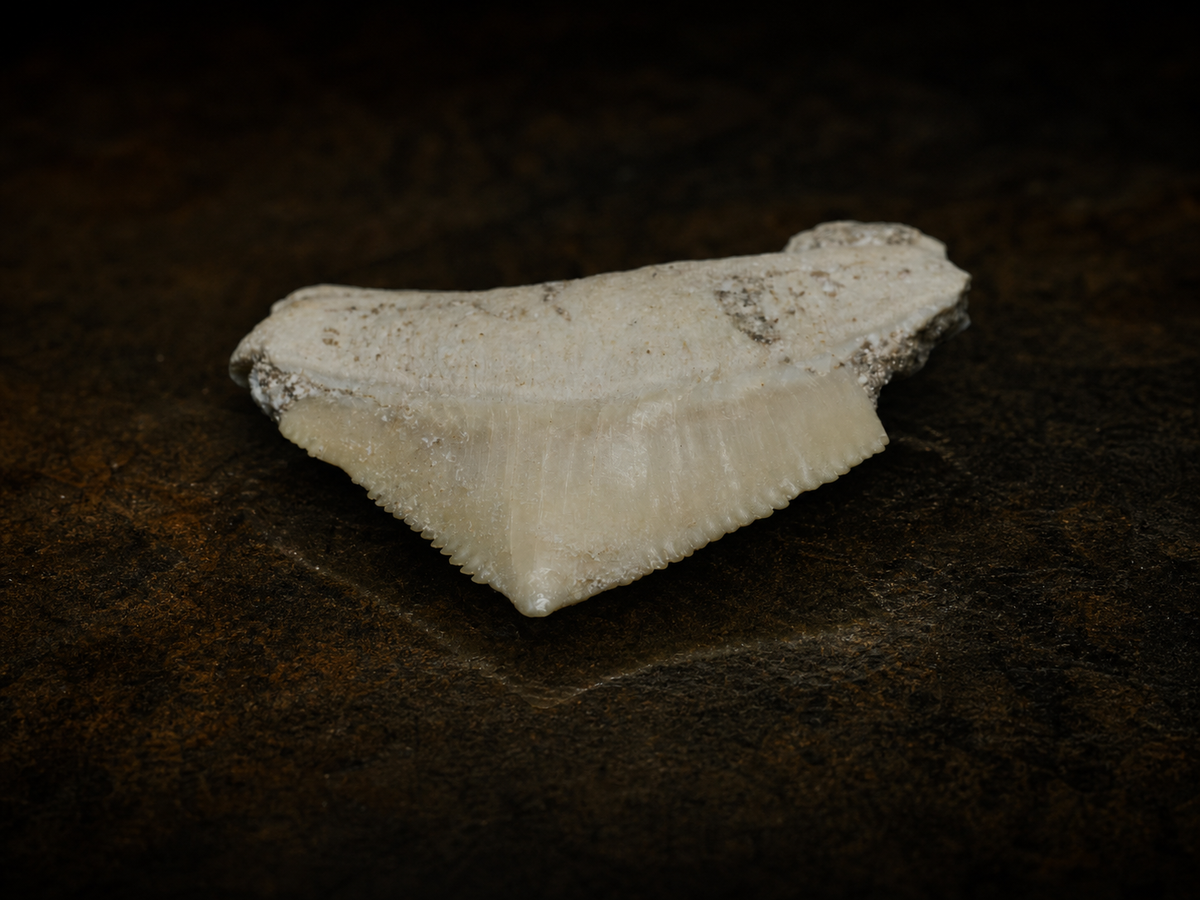 Moroccan Crow Shark Tooth — Squalicorax sp. (65–100 Ma), fossil specimen, angled view.