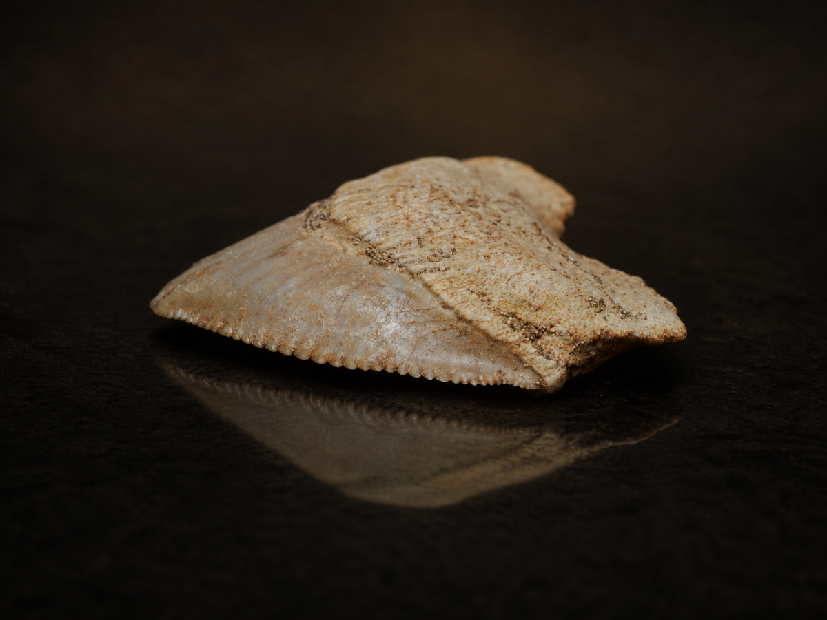 Moroccan Crow Shark Tooth — Squalicorax sp. (65–100 Ma), fossil specimen, angled view.
