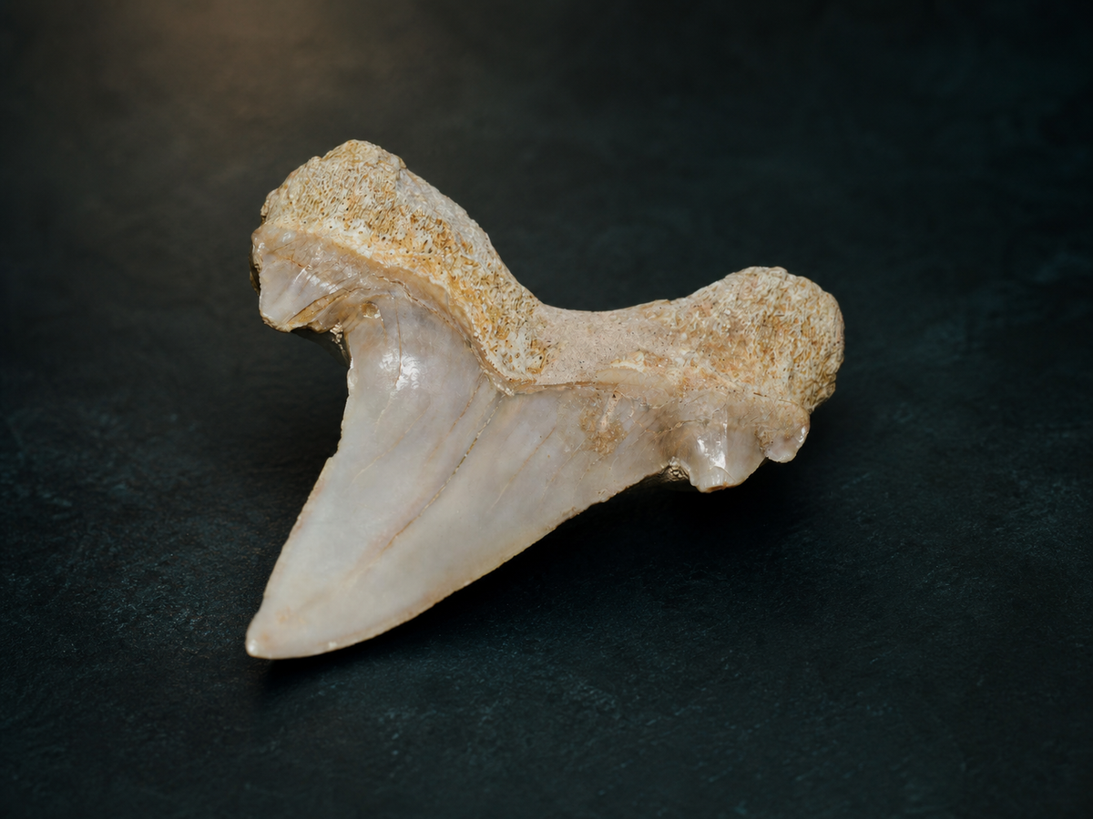 Eocene Otodus obliquus Shark Tooth — Khouribga, Morocco, fossil specimen, reverse view.