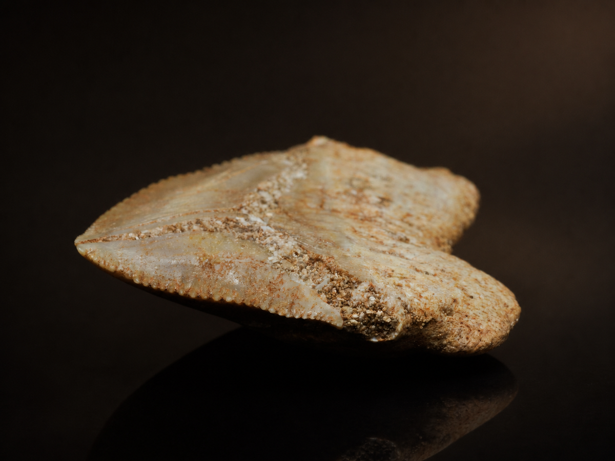Moroccan Crow Shark Tooth — Squalicorax sp. (65–100 Ma), fossil specimen, reverse view.
