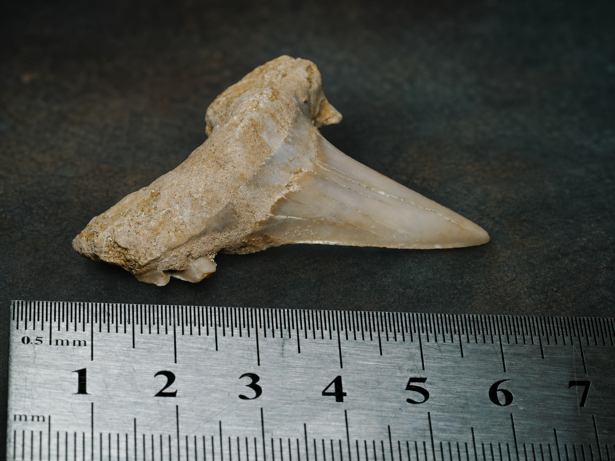 Eocene Otodus obliquus Shark Tooth — Khouribga, Morocco, fossil specimen, detail view.