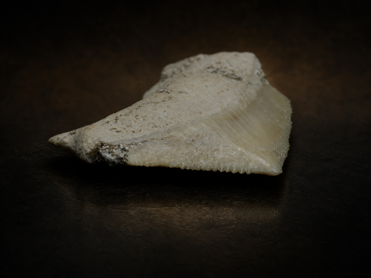 Moroccan Crow Shark Tooth — Squalicorax sp. (65–100 Ma), fossil specimen, display view.