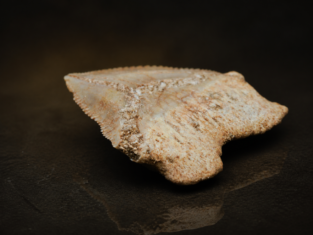 Moroccan Crow Shark Tooth — Squalicorax sp. (65–100 Ma), fossil specimen, display view.