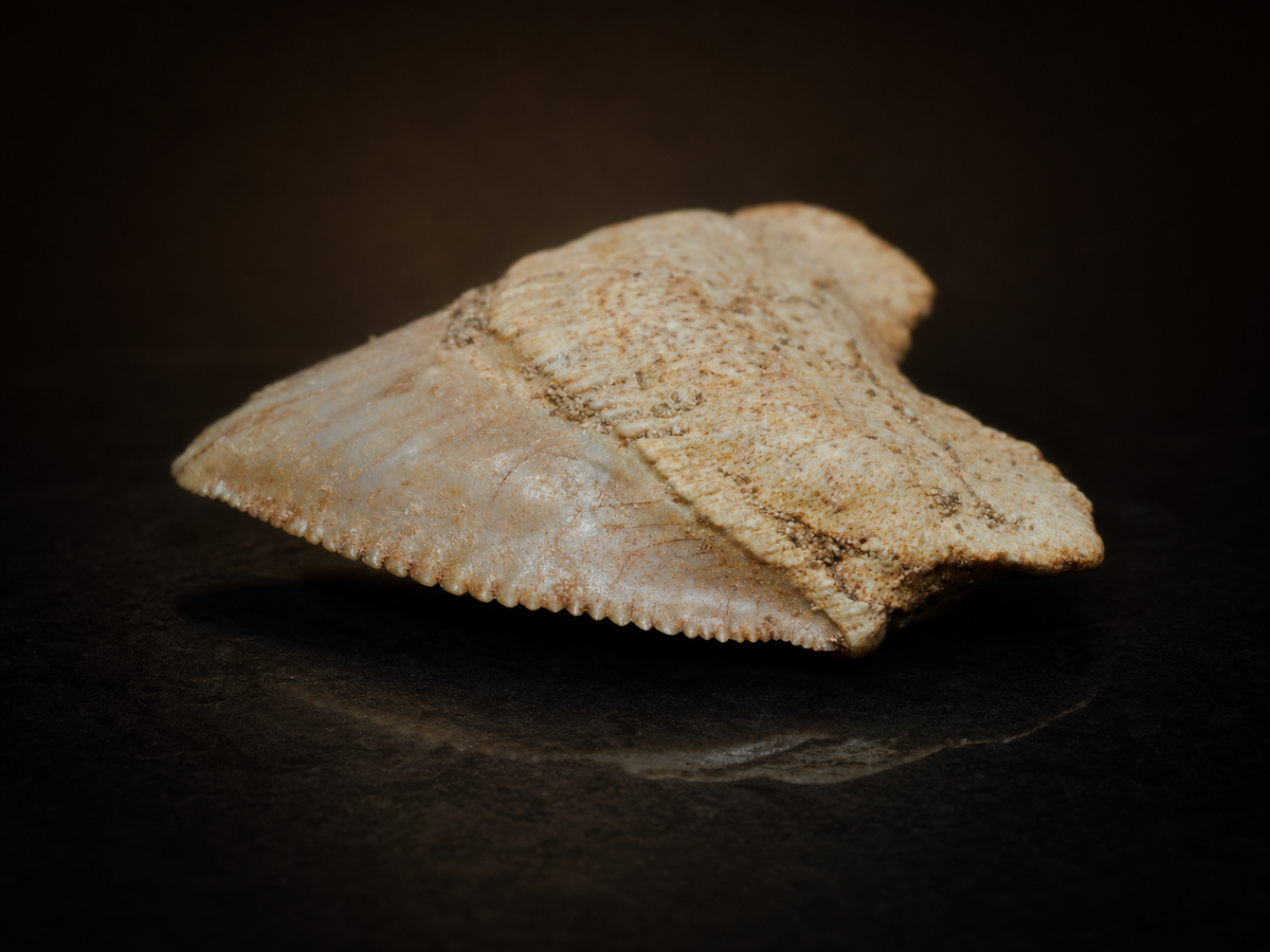 Moroccan Crow Shark Tooth — Squalicorax sp. (65–100 Ma), fossil specimen, close-up detail.