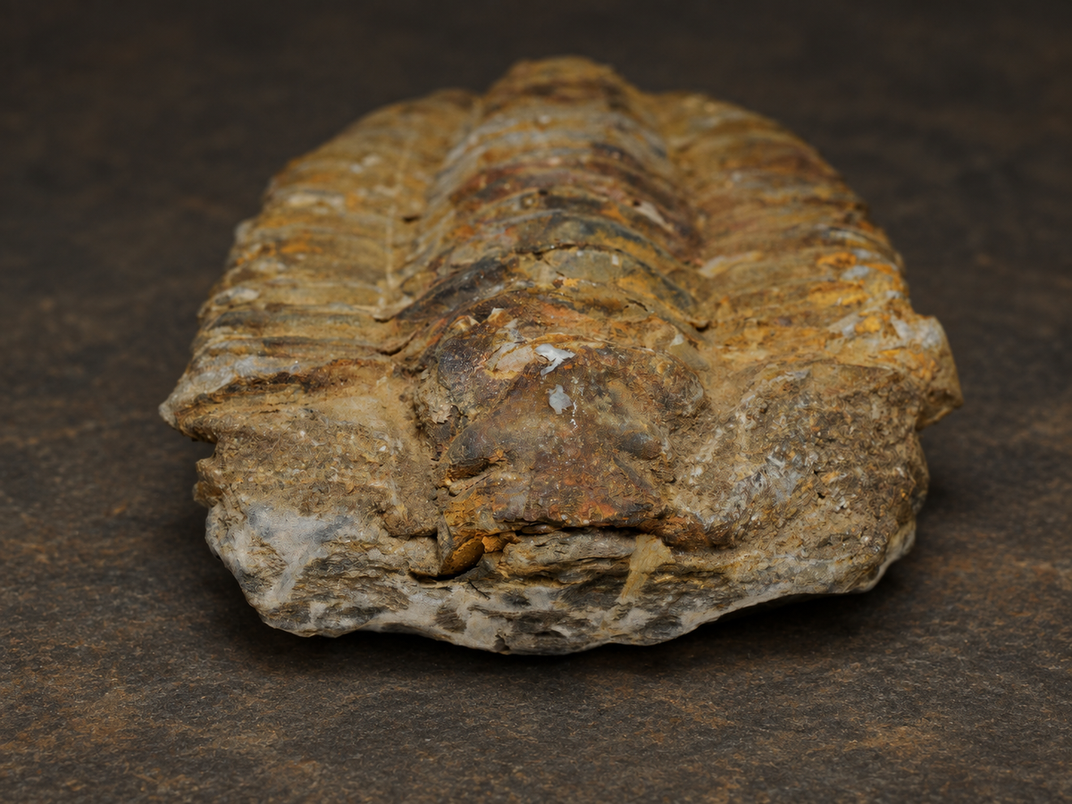 Moroccan Calymene Trilobite Fossil — Silurian Period, Large, front oblique view.