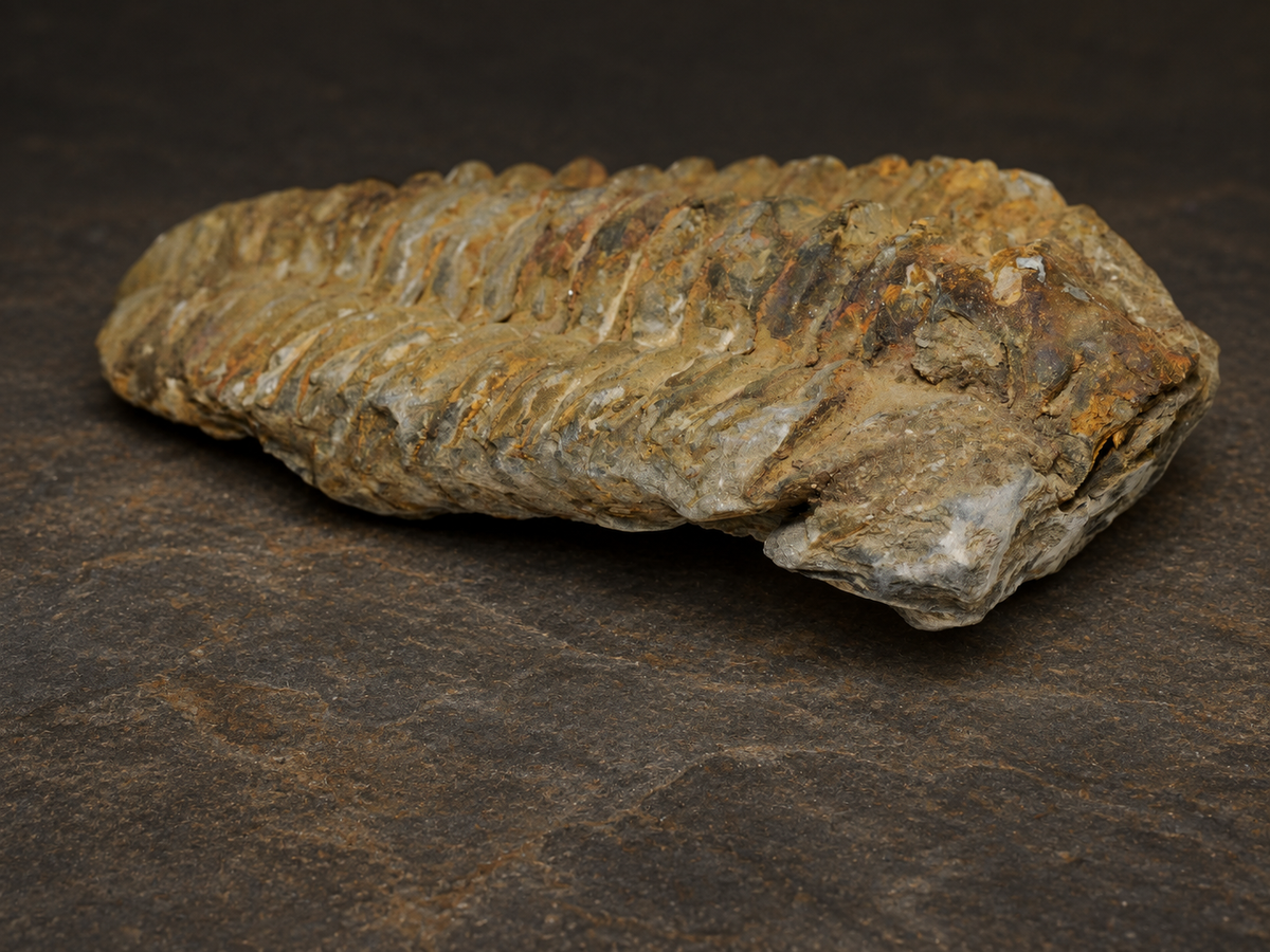 Moroccan Calymene Trilobite Fossil — Silurian Period, Large, reverse low view.