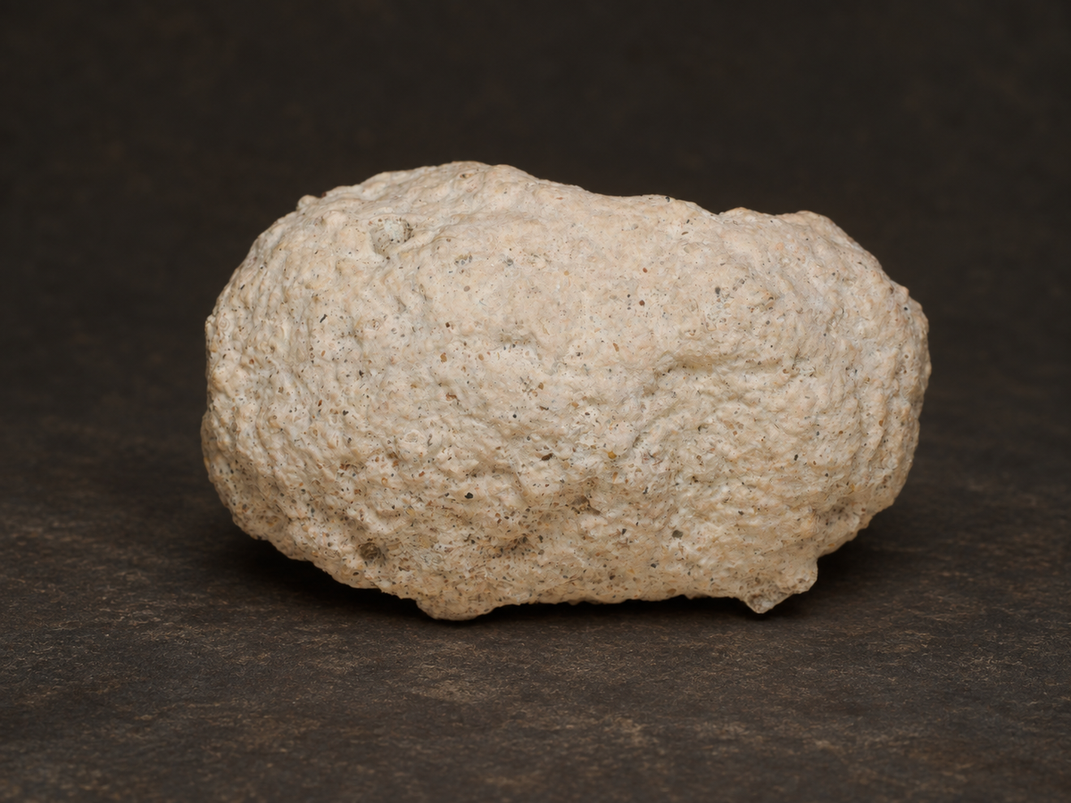 Peach-cream Fairy Bonnet fossil exterior with natural ridges and mineral grains.
