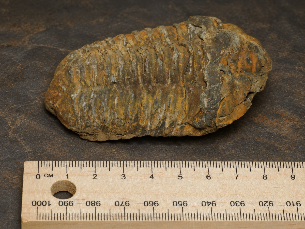 Moroccan Calymene Trilobite Fossil — Silurian Period, Large, alternate measured view.
