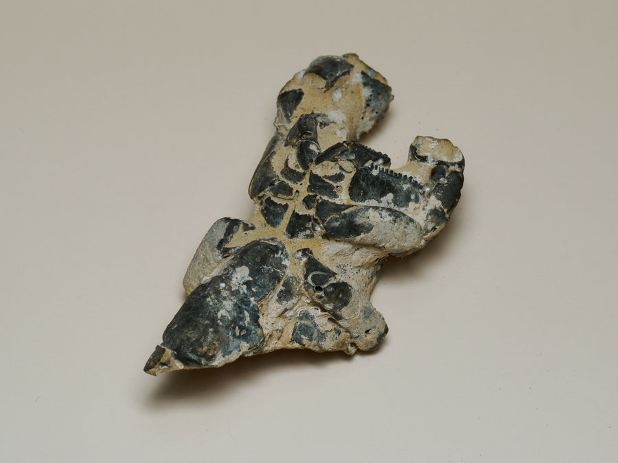 Gunn Point Mud Lobster Subfossil — Thalassina squamifera, fossil specimen, front view.