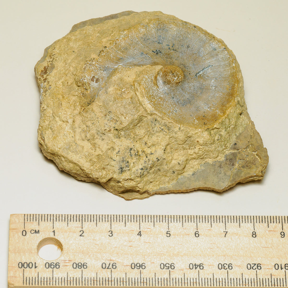 Probable Ammonite Fossil in Natural Limestone Matrix, fossil specimen, alternate view.