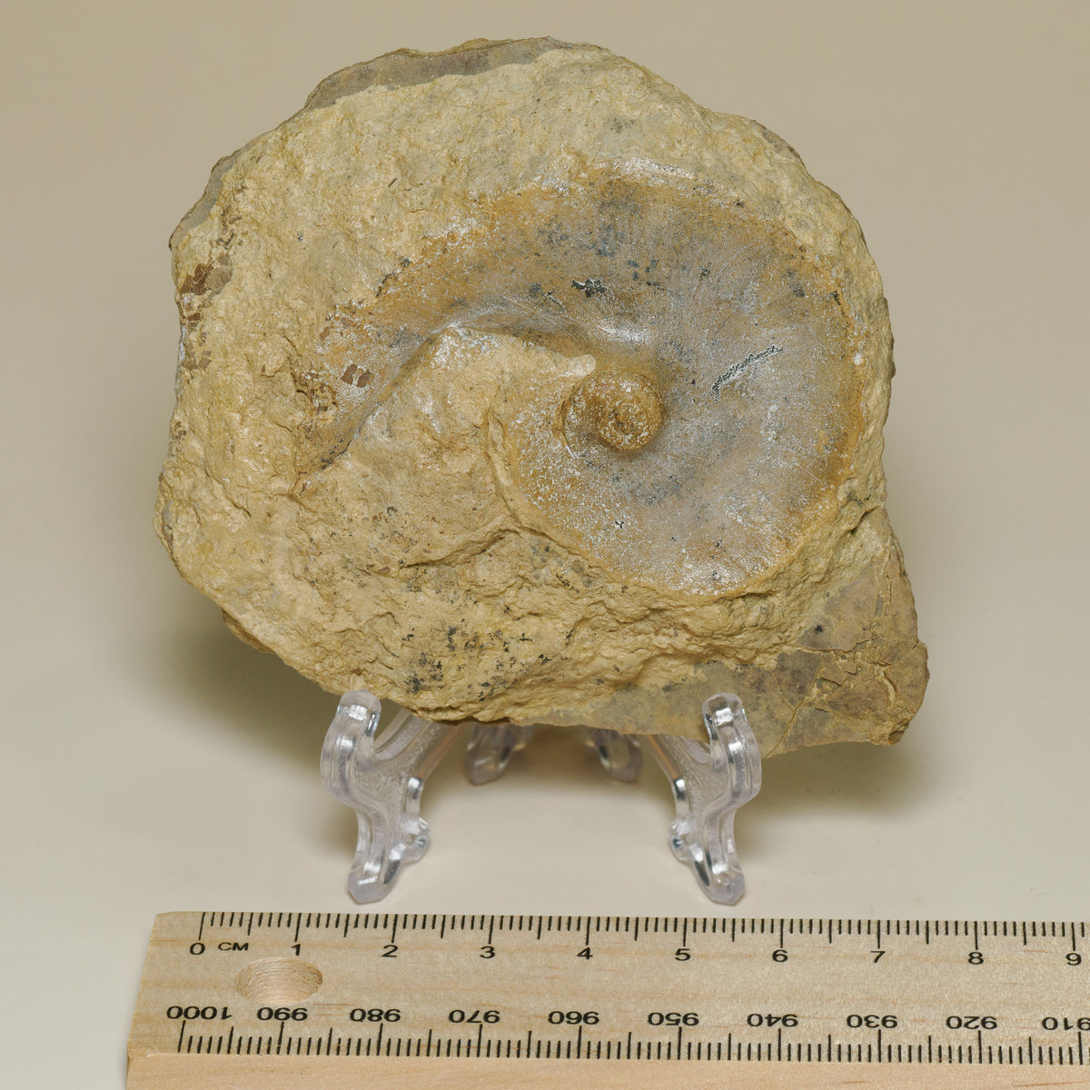 Probable Ammonite Fossil in Natural Limestone Matrix, fossil specimen, front view.