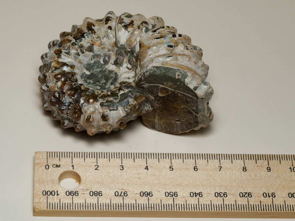 Moroccan Spiny Ammonite Fossil — Prepared Display Specimen, fossil specimen, additional view.