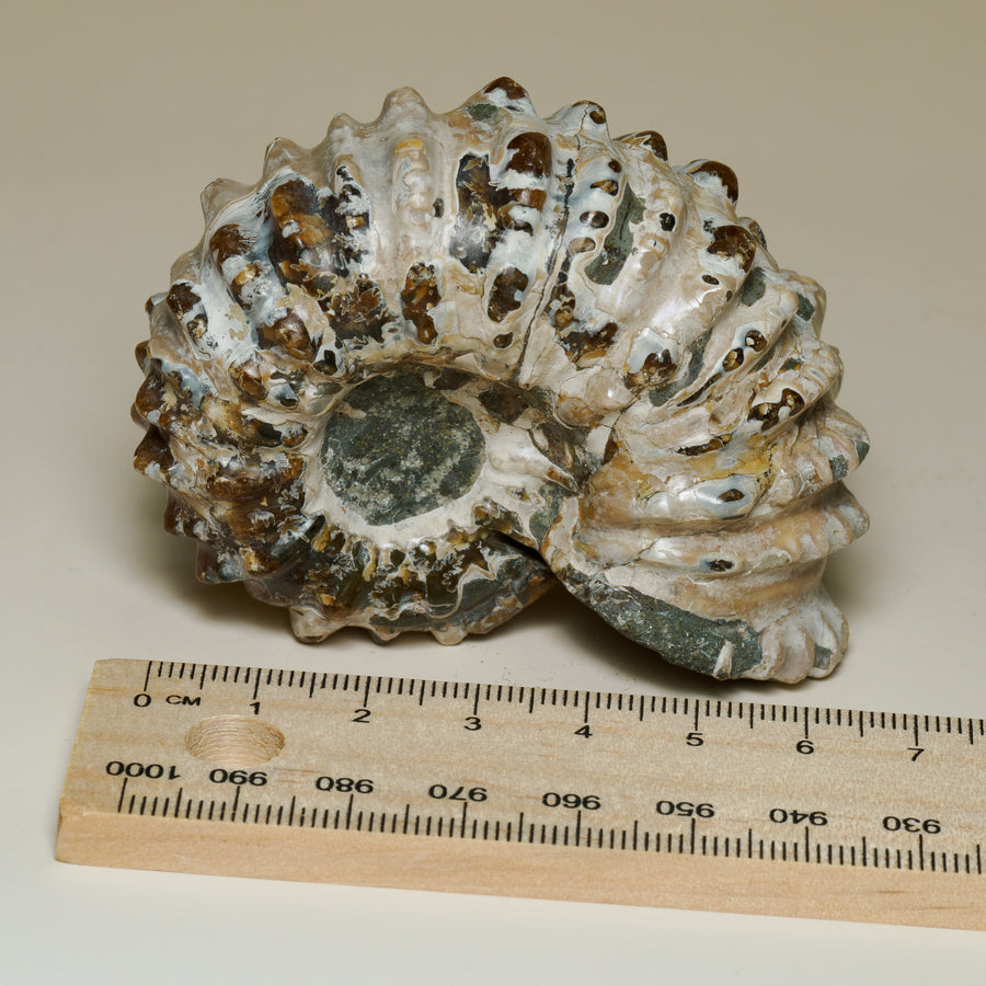 Moroccan Spiny Ammonite Fossil — Prepared Display Specimen, fossil specimen, front view.