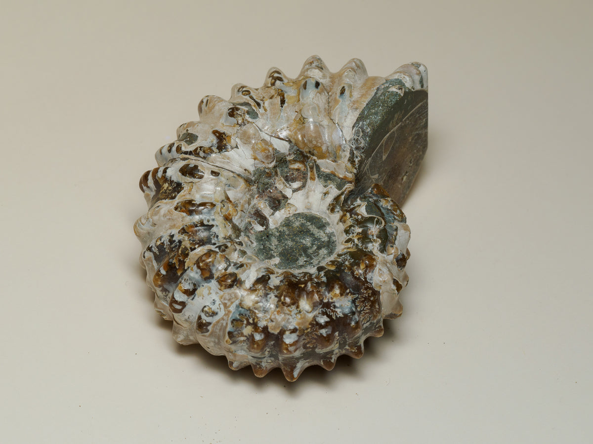 Moroccan Spiny Ammonite Fossil — Prepared Display Specimen, fossil specimen, angled view.