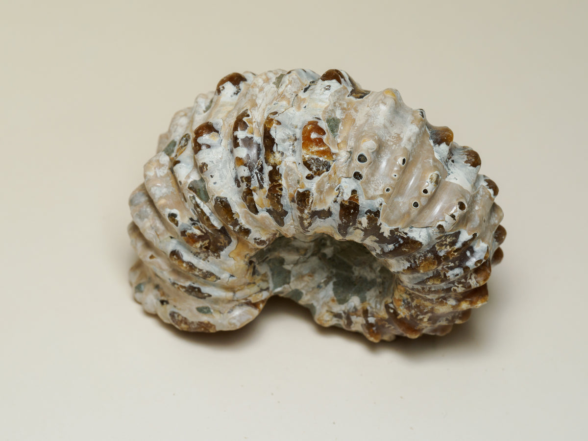 Moroccan Spiny Ammonite Fossil — Prepared Display Specimen, fossil specimen, display view.