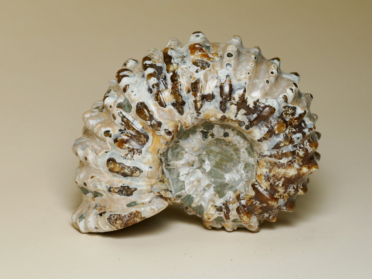 Moroccan Spiny Ammonite Fossil — Prepared Display Specimen, fossil specimen, close-up detail.