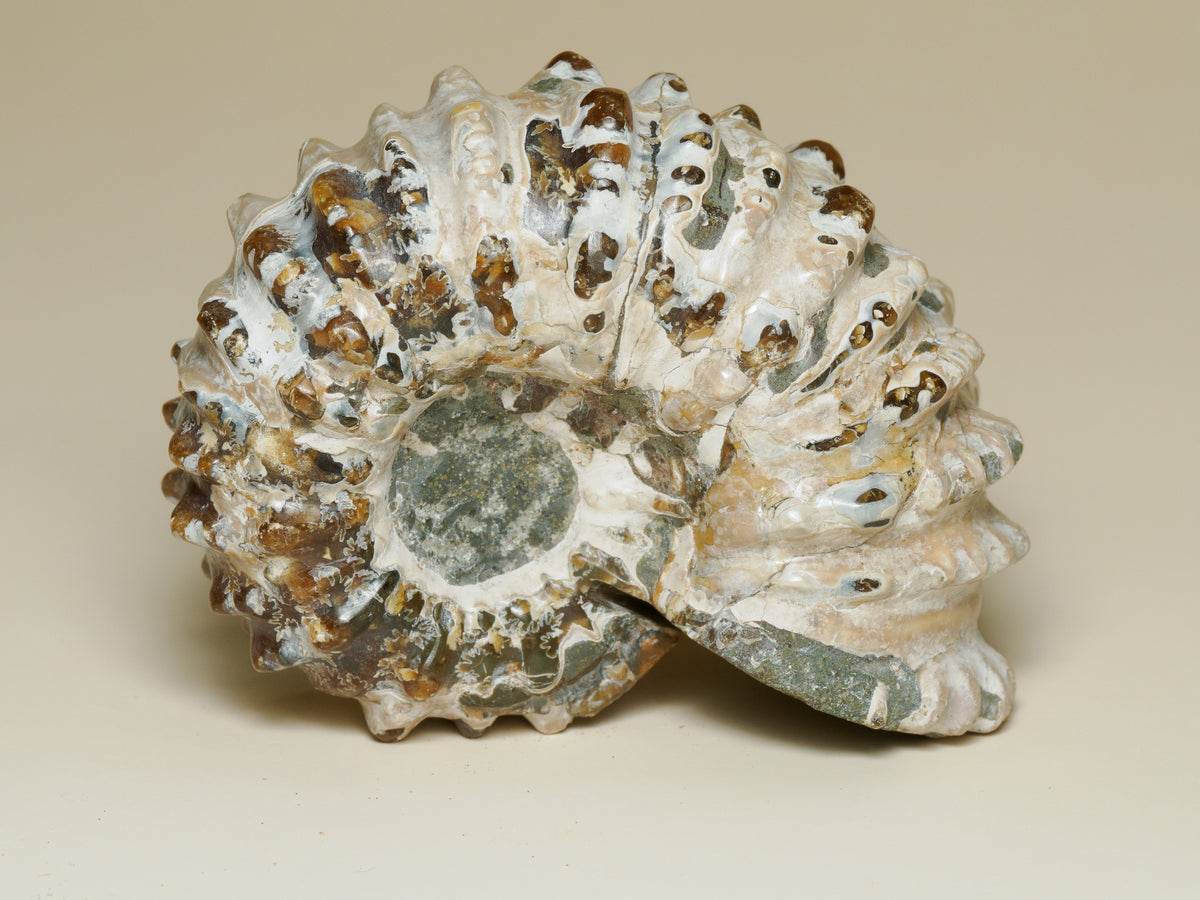 Moroccan Spiny Ammonite Fossil — Prepared Display Specimen, fossil specimen, reverse view.