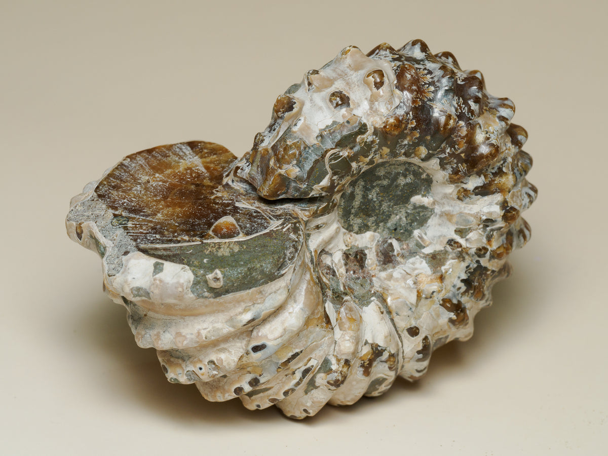 Moroccan Spiny Ammonite Fossil — Prepared Display Specimen, fossil specimen, detail view.