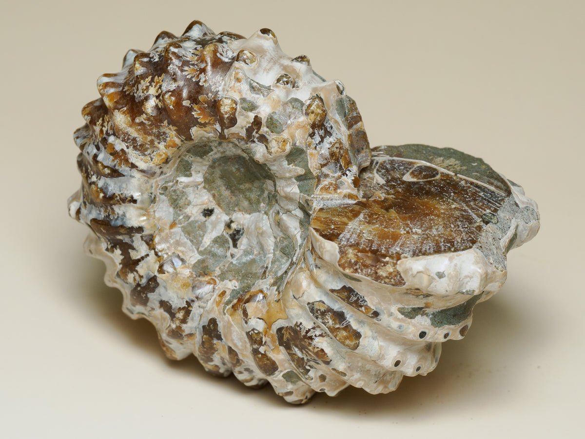 Moroccan Spiny Ammonite Fossil — Prepared Display Specimen, fossil specimen, alternate view.
