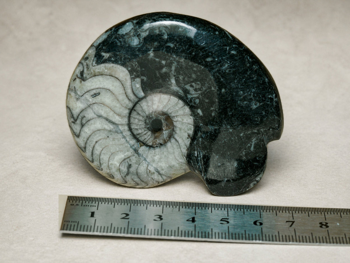 Polished Moroccan goniatite fossil in black limestone — Deep Time Atelier treatment, view 5