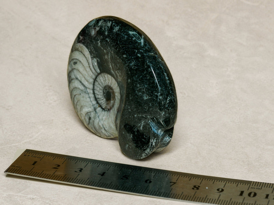 Polished Moroccan goniatite fossil in black limestone — Deep Time Atelier treatment, view 1