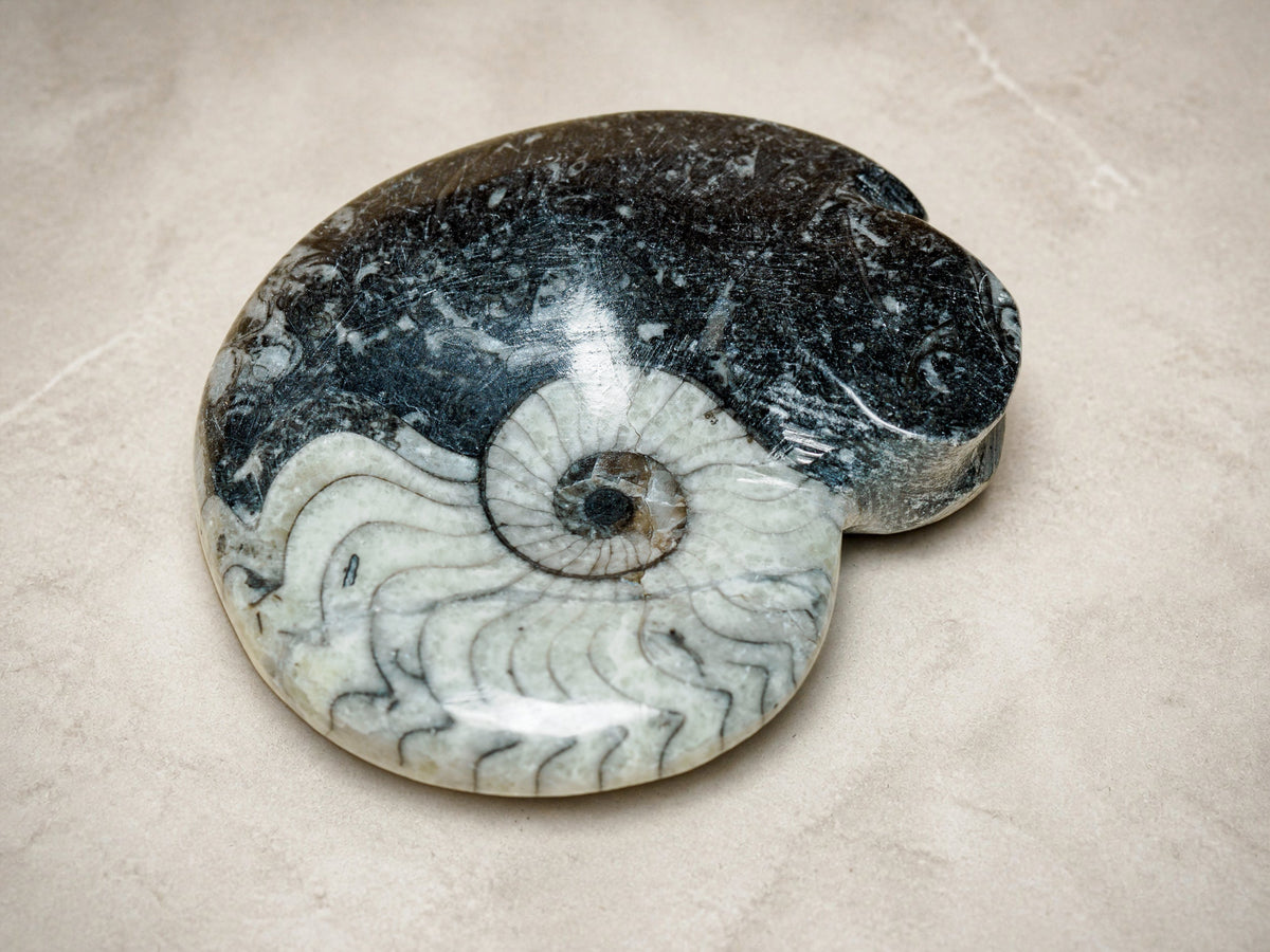 Polished Moroccan goniatite fossil in black limestone — Deep Time Atelier treatment, view 2