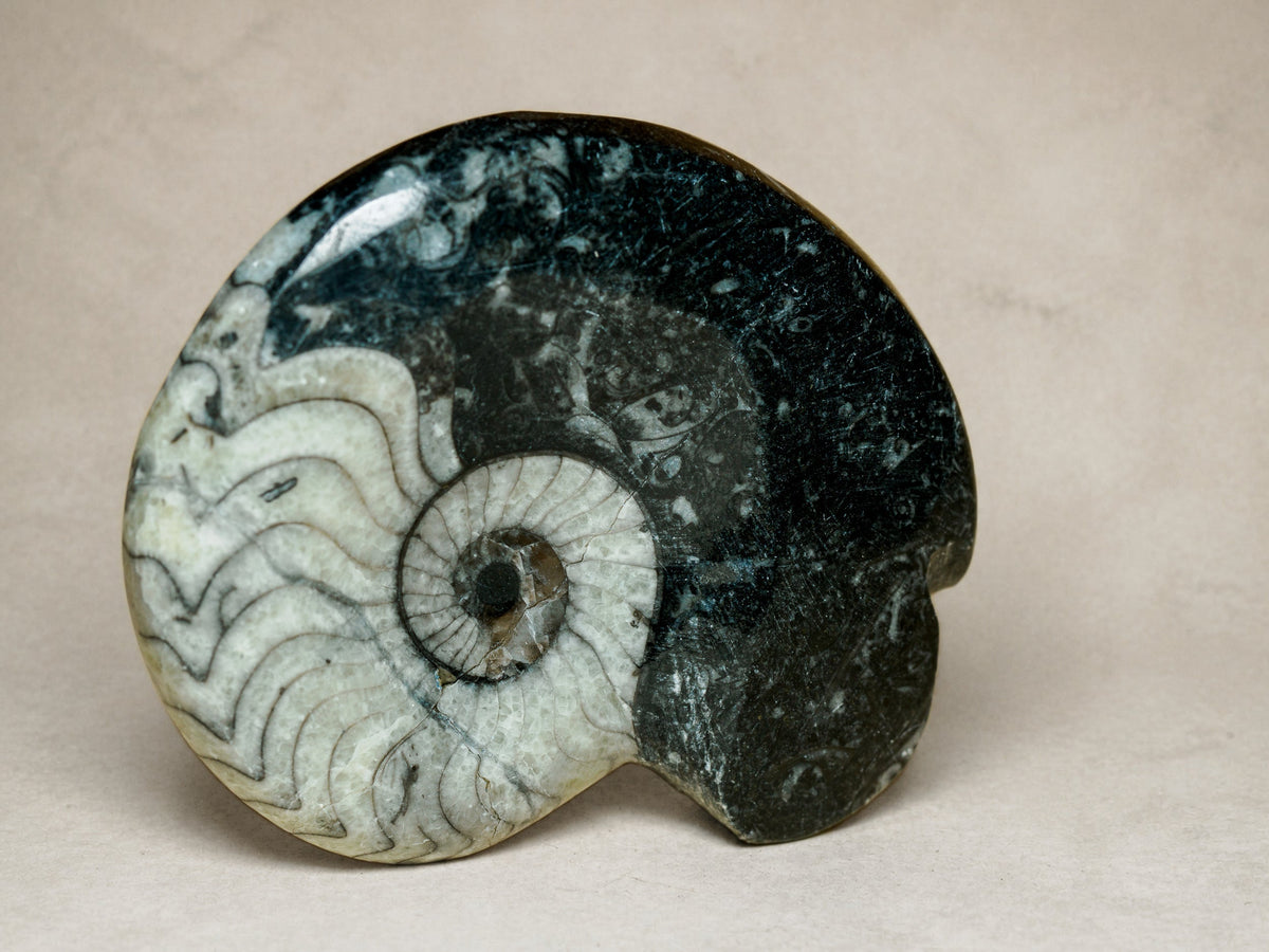 Polished Moroccan goniatite fossil in black limestone — Deep Time Atelier treatment, view 3