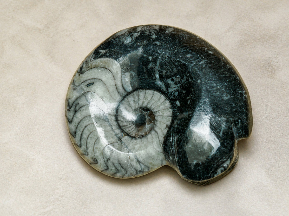 Polished Moroccan goniatite fossil in black limestone — Deep Time Atelier treatment, view 4