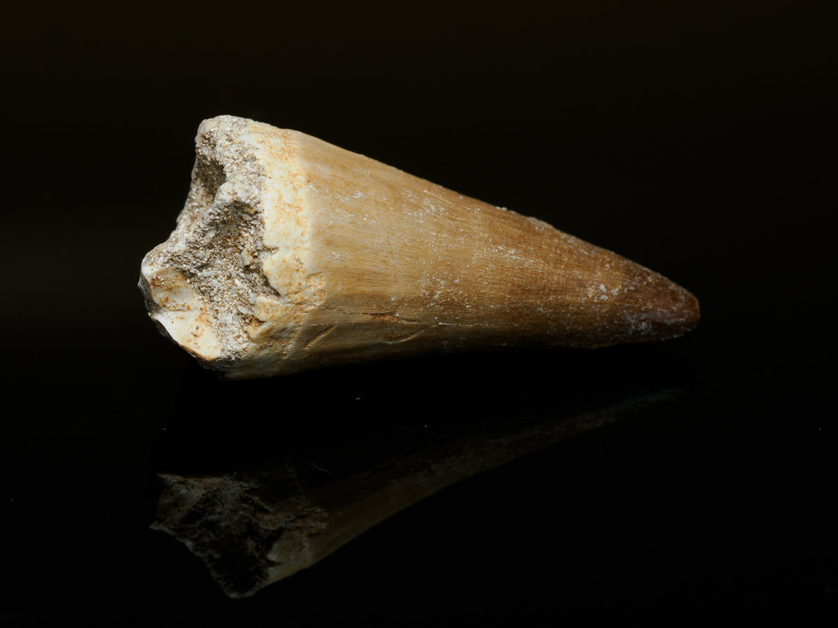 Mosasaur Tooth Fossil — 3.6 cm Collector Specimen, fossil specimen, front view.