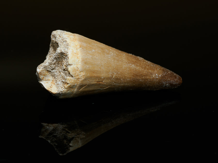 Mosasaur Tooth Fossil — 3.6 cm Collector Specimen, fossil specimen, front view.