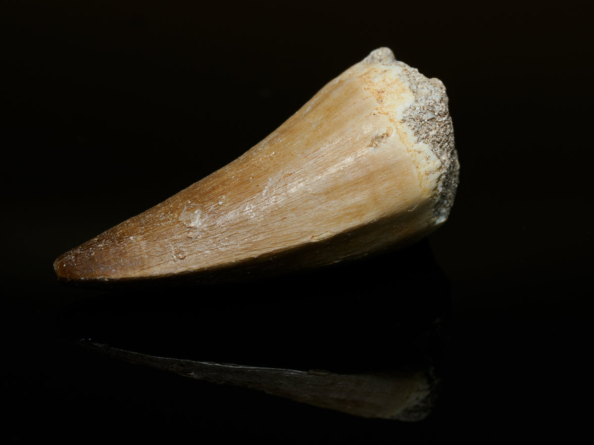 Mosasaur Tooth Fossil — 3.6 cm Collector Specimen, fossil specimen, alternate view.