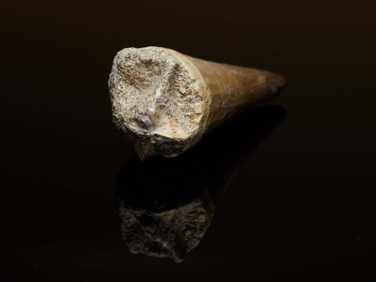 Mosasaur Tooth Fossil — 3.6 cm Collector Specimen, fossil specimen, display view.