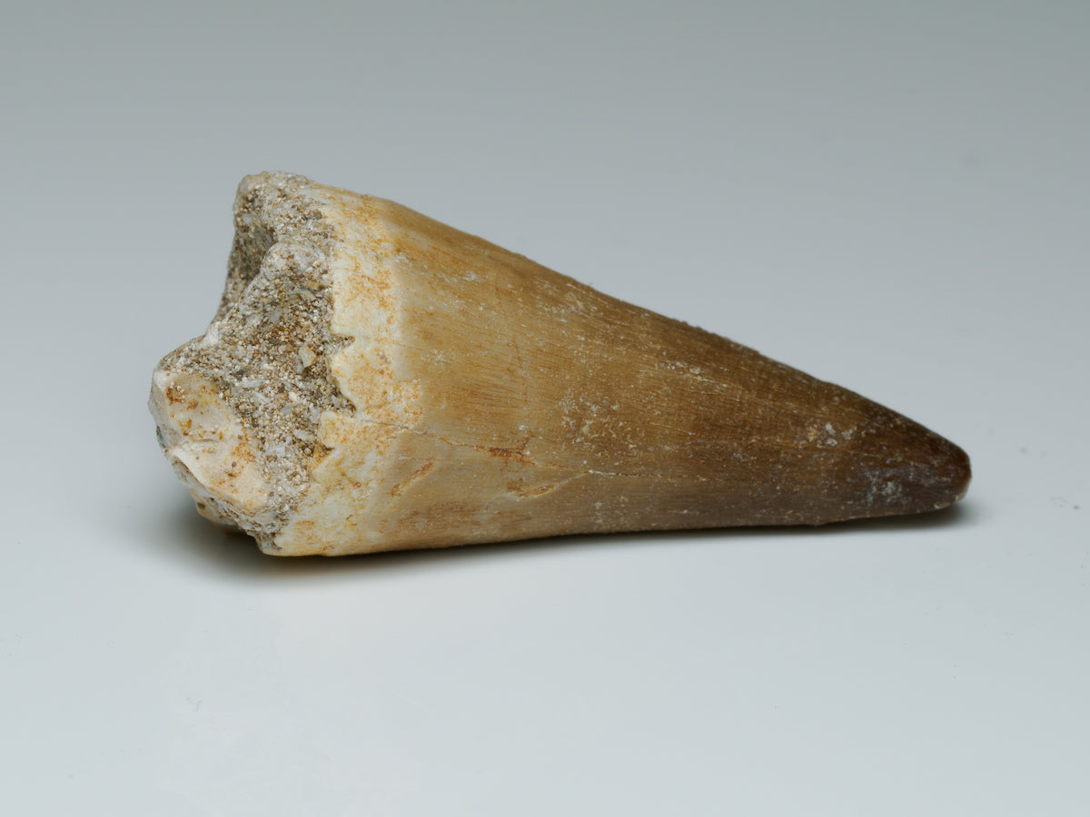 Mosasaur Tooth Fossil — 3.6 cm Collector Specimen, fossil specimen, angled view.