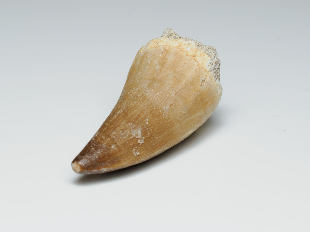 Mosasaur Tooth Fossil — 3.6 cm Collector Specimen, fossil specimen, detail view.