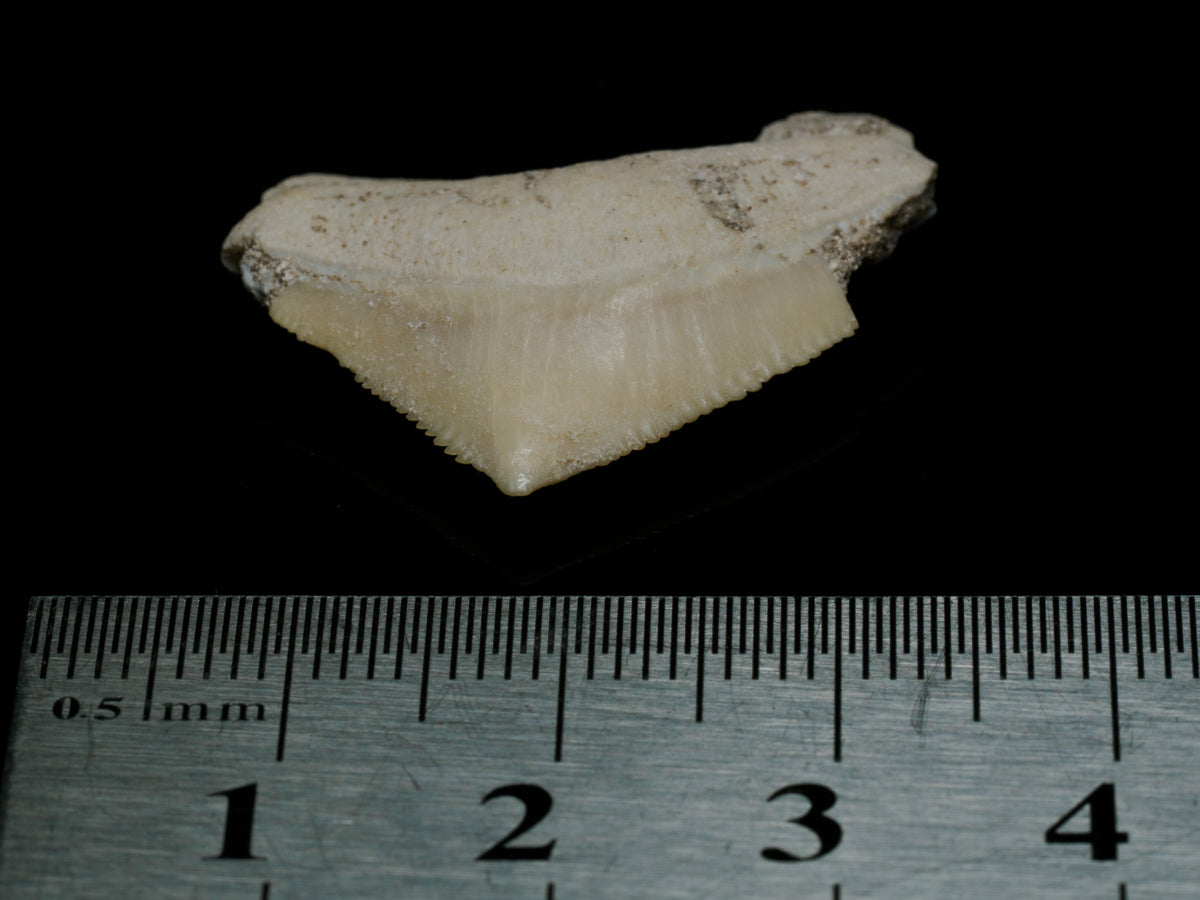 Moroccan Crow Shark Tooth — Squalicorax sp. (65–100 Ma), fossil specimen, angled view.